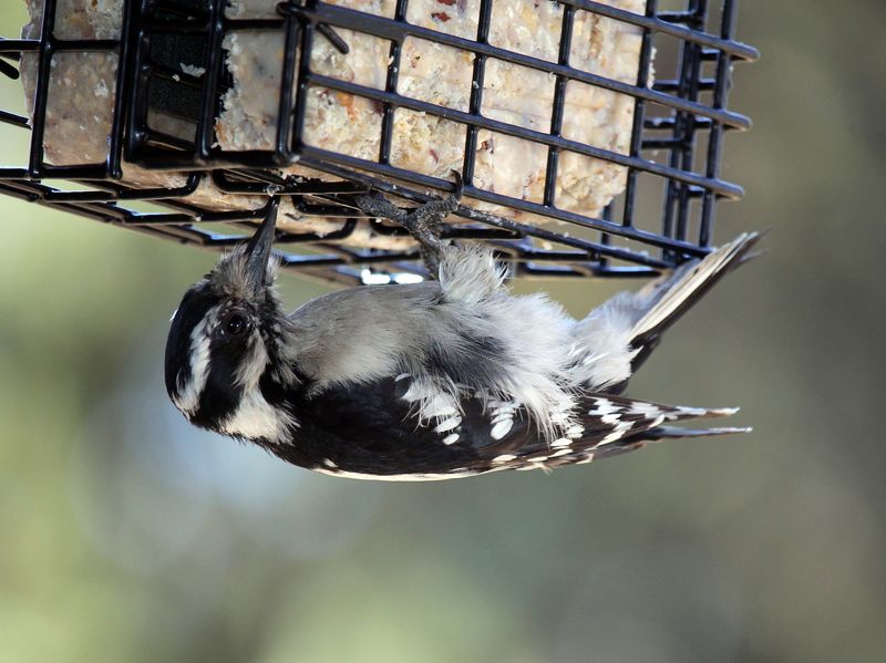 Suet: A Winter Treat For Woodpeckers And Nuthatches