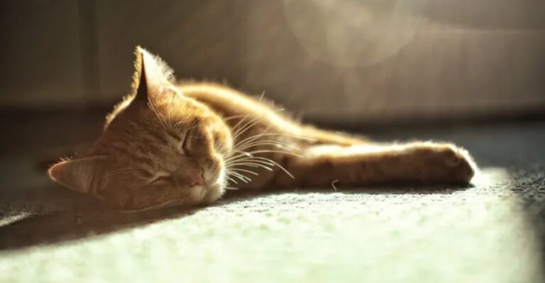 Millions Of Pets At Risk As Pet Owners Nationwide Told To Shelter In Place
