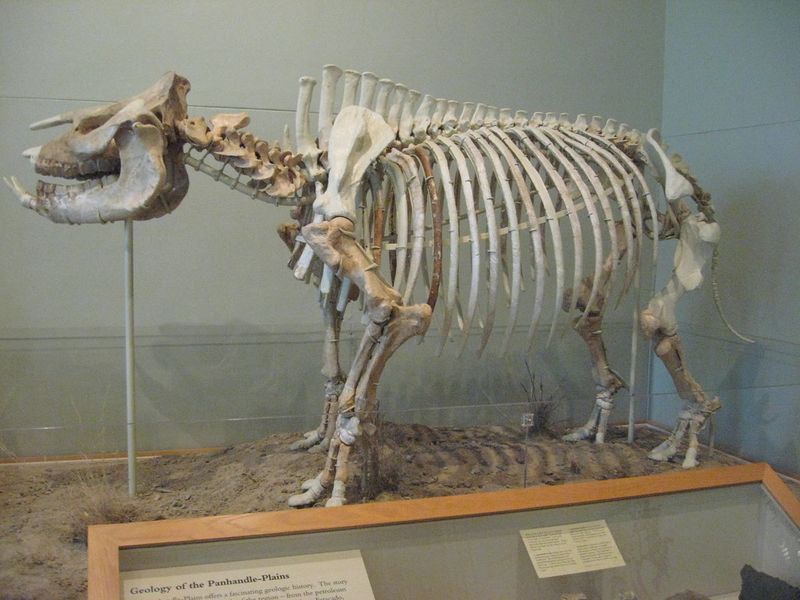 Rhinos Once Roamed The Texas Landscape