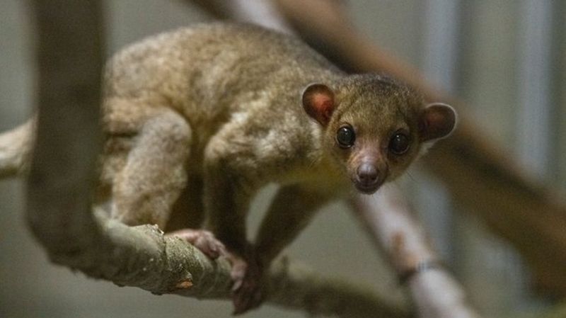 Kinkajous – Rainforest Acrobats With Complex Needs
