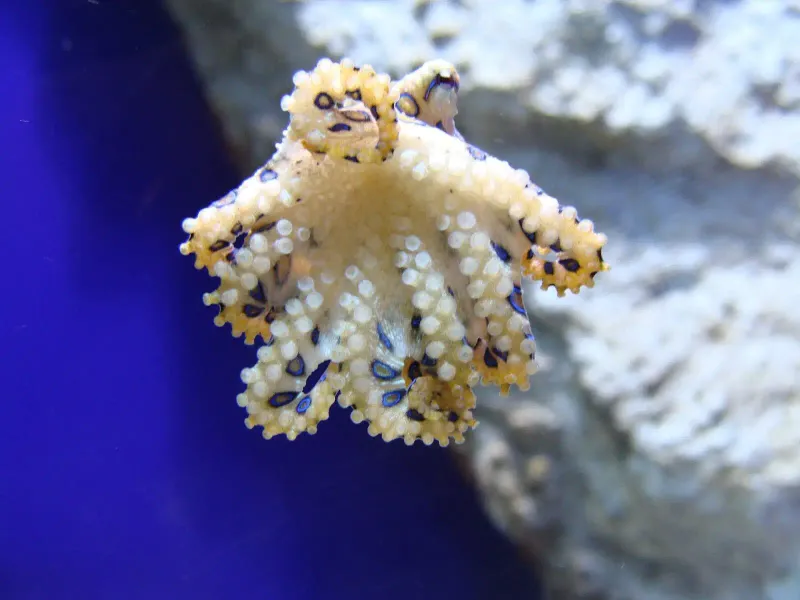 Greater Blue-Ringed Octopus