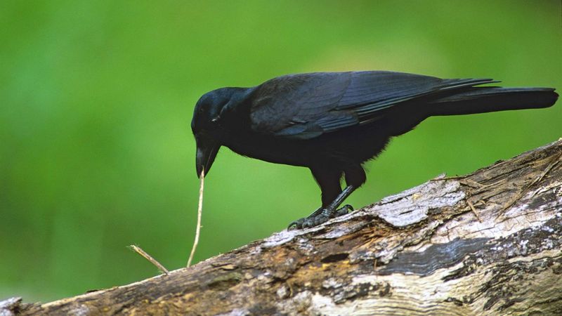 Tool-Using Geniuses: New Caledonian Crows