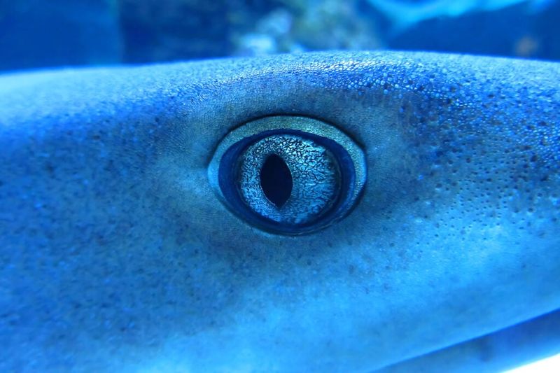 Electric-Field Sensing Sharks