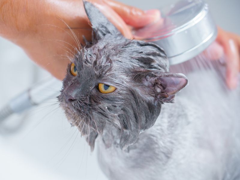 Rinse Thoroughly