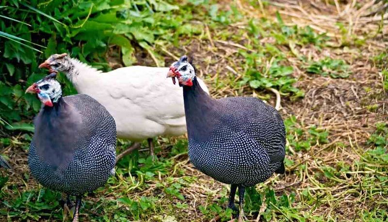 Feathered Pest Patrol