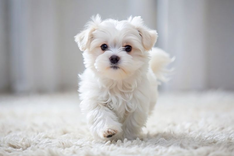 Pocket Pals: The Maltese