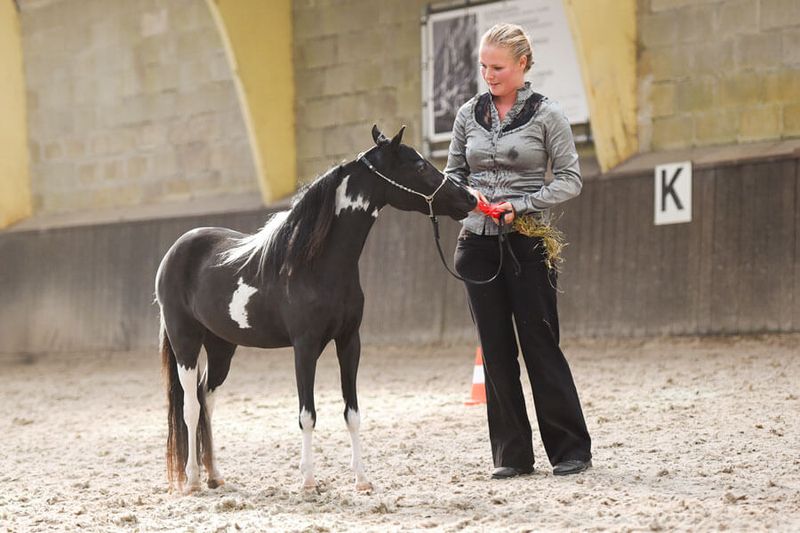 American Shetland Pony
