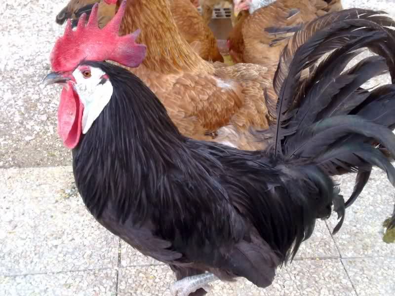 Spanish-Faced White Ear