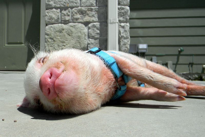 The Genetics Behind Miniature Pigs' Small Size