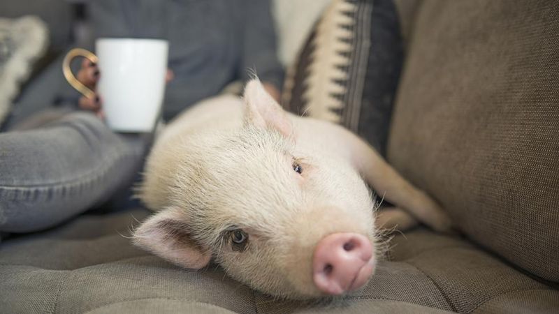 How To Choose The Right Size Miniature Pig For Your Home