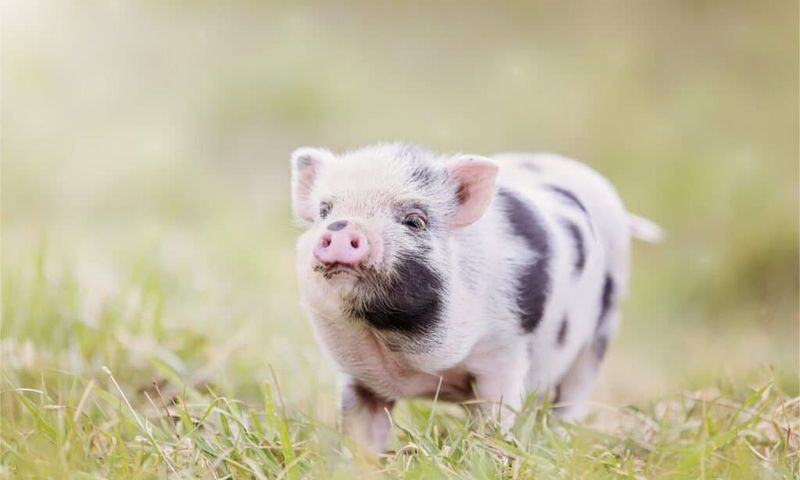 What Factors Affect The Size Of A Miniature Pig?