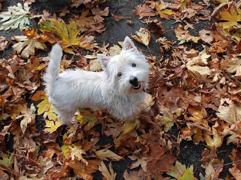 West Highland White Terrier: Scrappy Scotsman