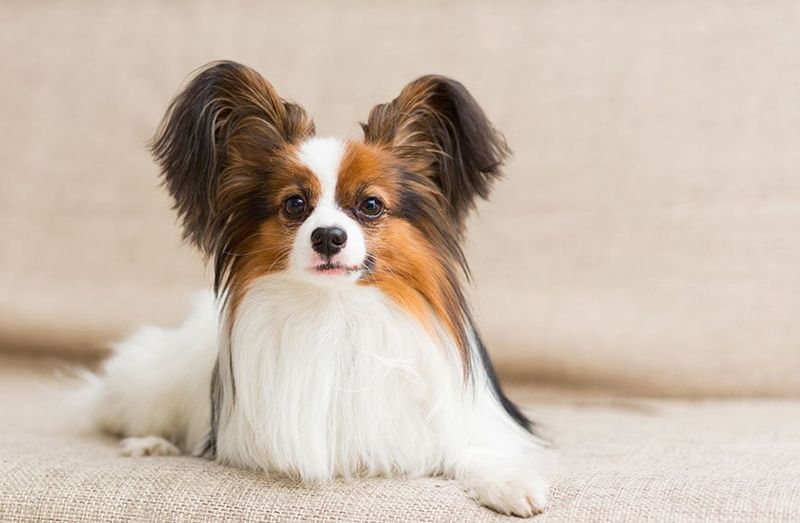 Papillons: Nervous Butterfly Ears