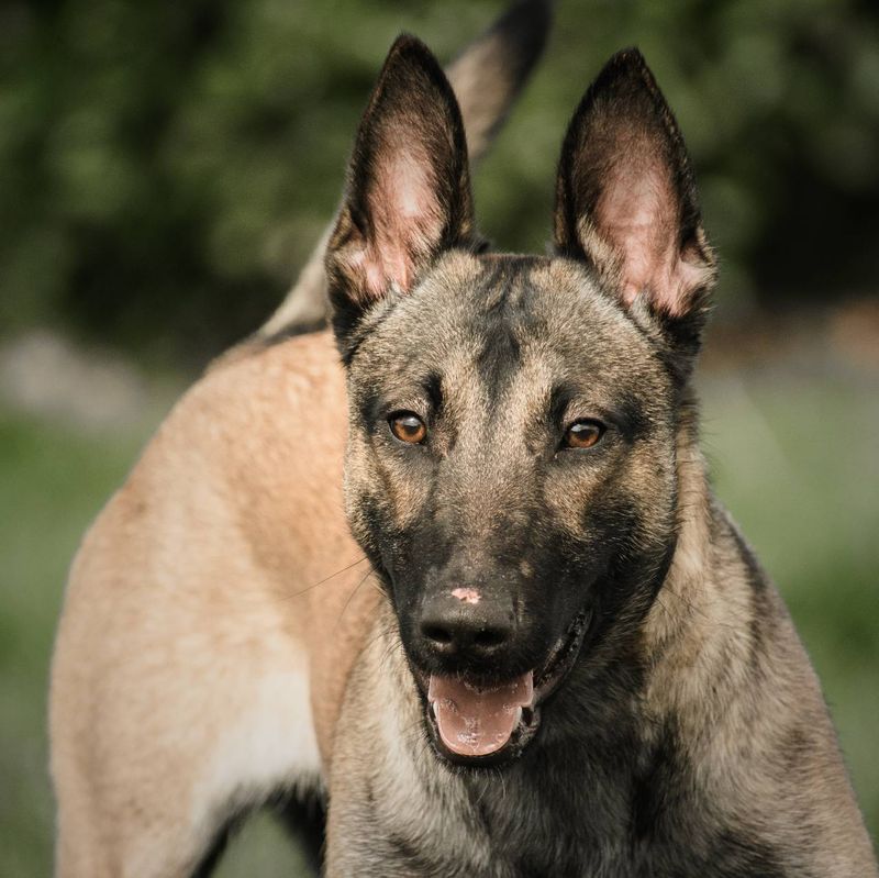 Malinois: Working Dogs With Laser Focus