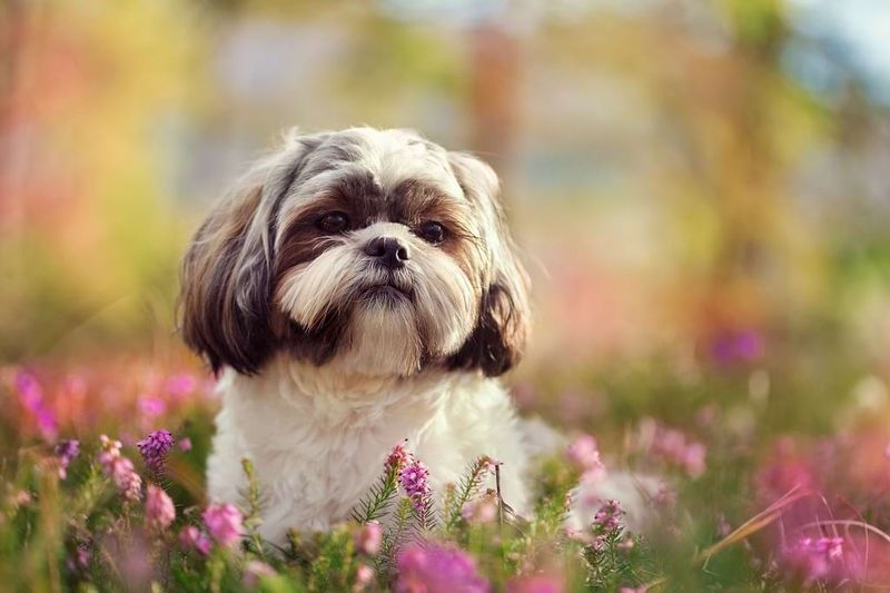 Shih Tzu Serenity
