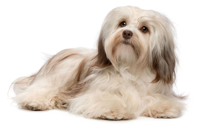 Havanese