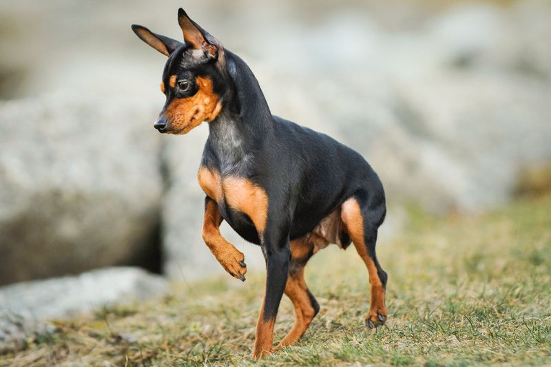 Miniature Pinscher: Mighty Min Pin