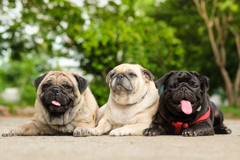 Pug Partnerships