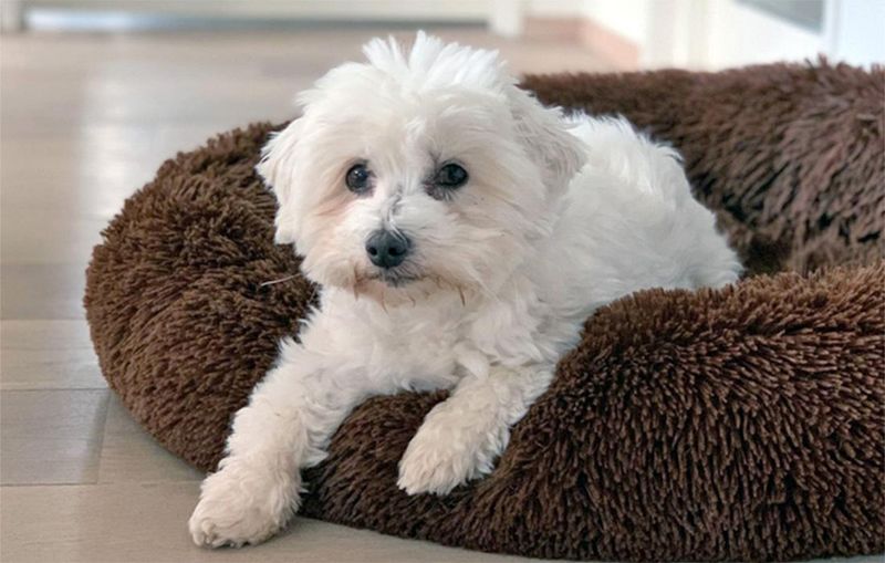 Coton de Tulear
