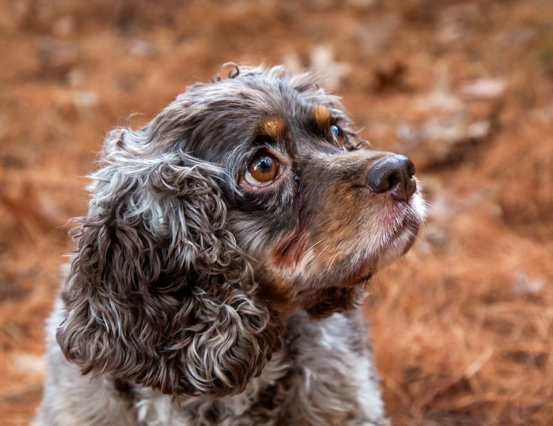 Cocker Spaniels: Silky Seniors With Soul