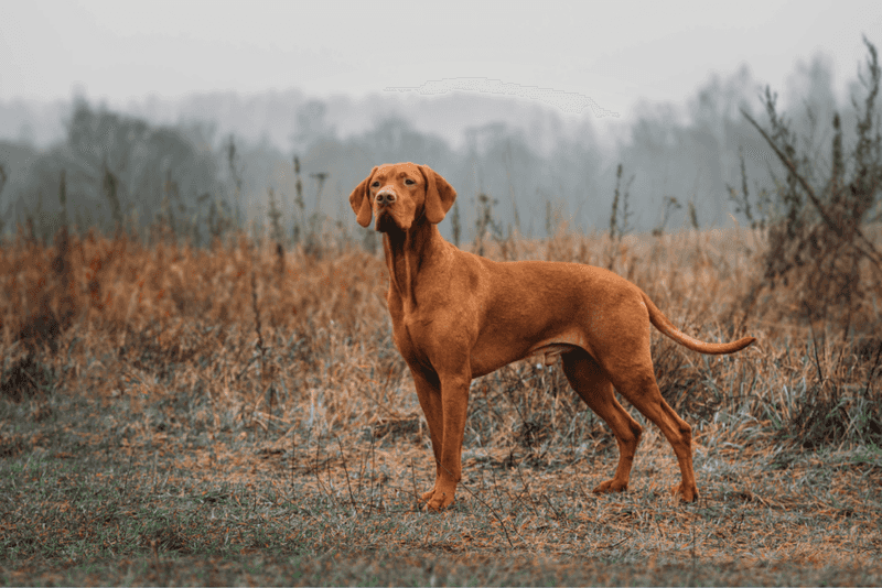 Vizslas: The Velcro Dogs With Built-In Manners