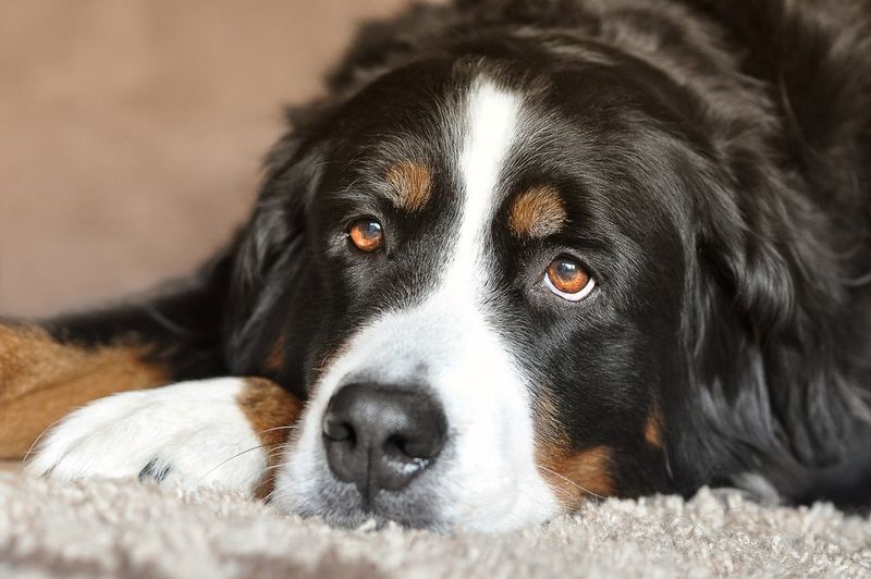 Bernese Mountain Dogs: Gentle Giants With Fragile Hearts