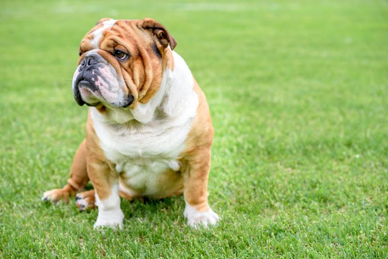 Bulldogs