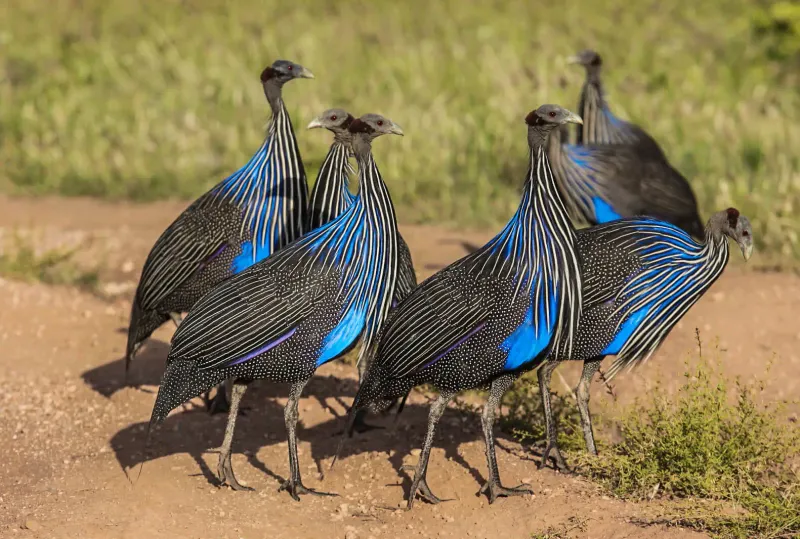 Painted Warrior: Vulturine Guineafowl
