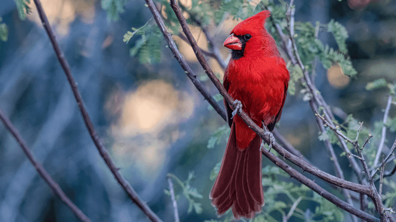 Create Cardinal-Friendly Spacing