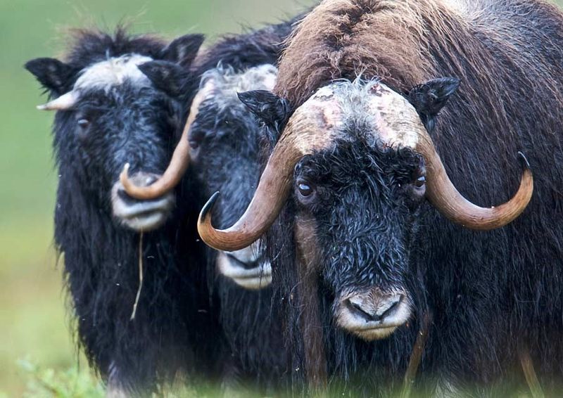 Muskox Stand Guard in Alaska