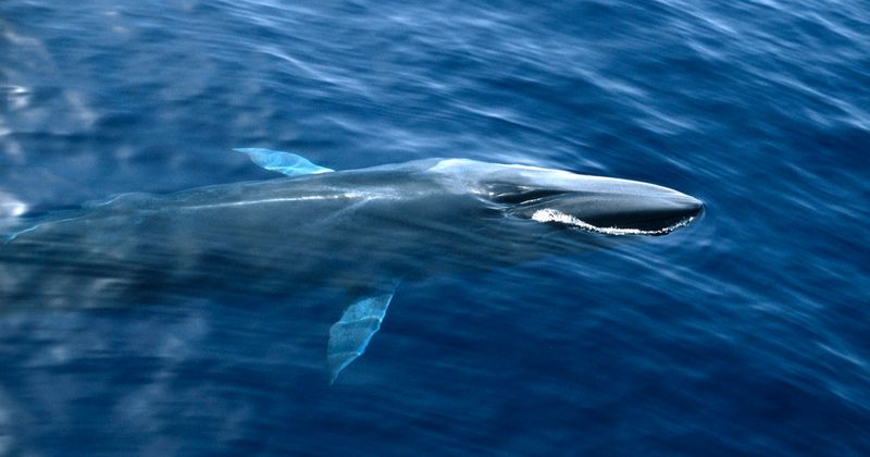 Fin Whales – Second Largest, Still Targeted