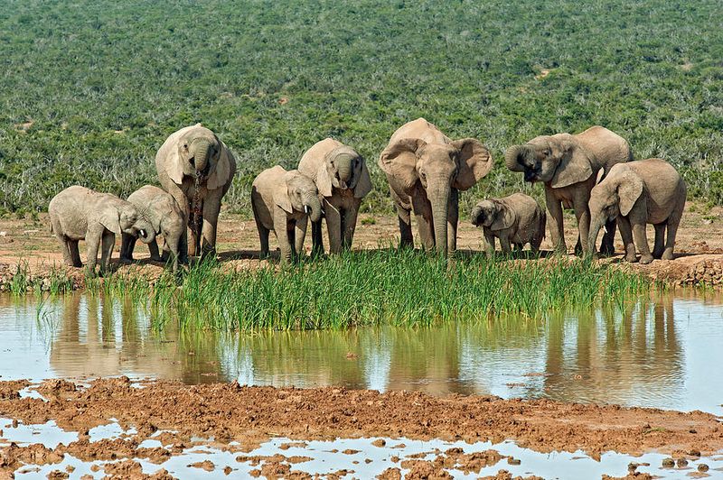 Addo Elephant National Park, South Africa