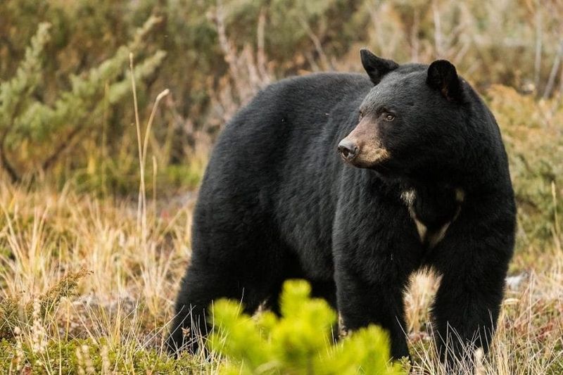 Mississippi – Black Bear