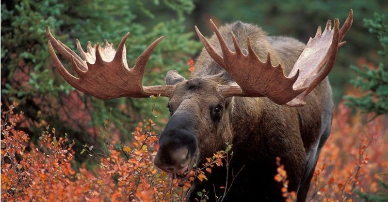 Yukon River Valley Titan