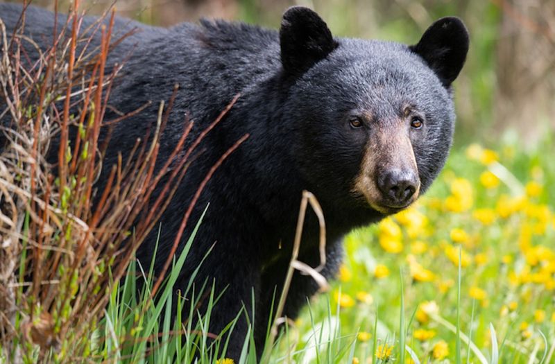 Michigan: Upper Peninsula Bear Country