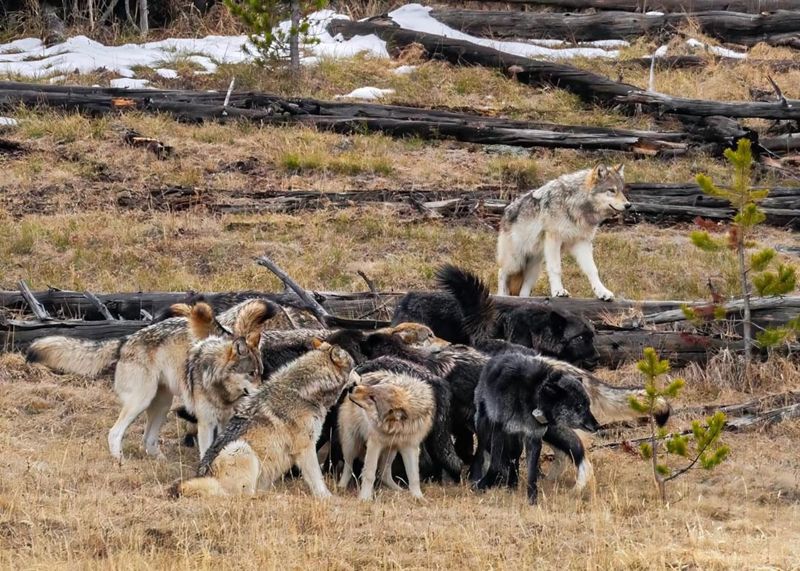 Montana's Resilient Packs