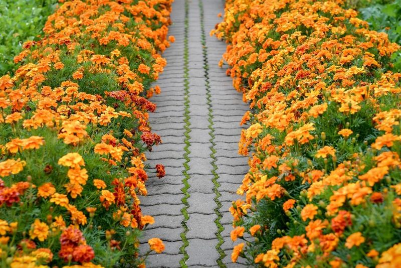 Vibrant Marigold Boundaries