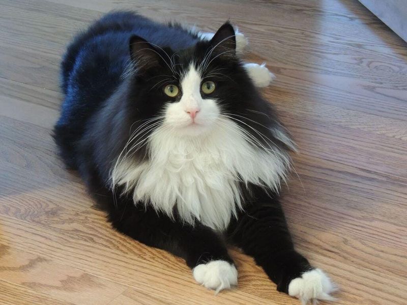 Regal Norwegian Forest Cat