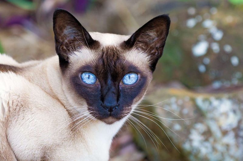 Tireless Tonkinese