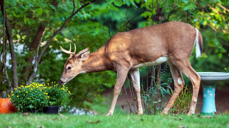 White-Tailed Deer