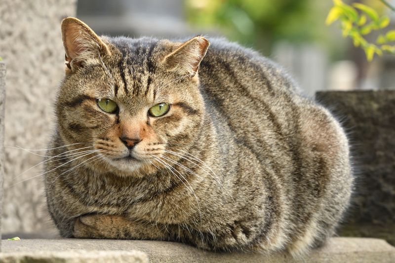 Affectionate Brown Tabbies