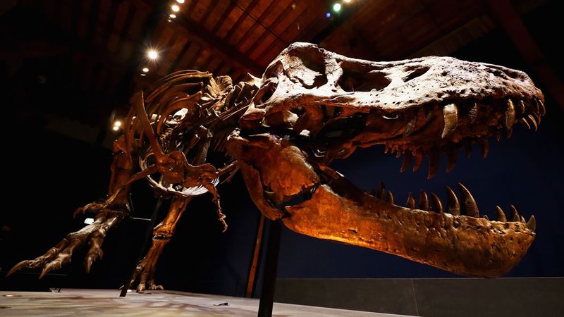 What Slower Speed Meant For T. Rex's Evolution
