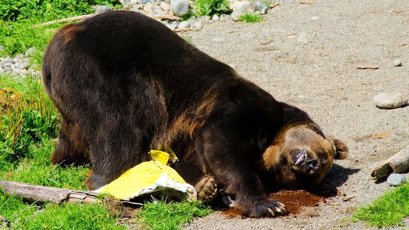 Bears And Honey: Why Do They Love It So Much?