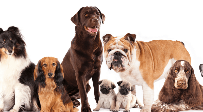 Choosing The Wrong Breed