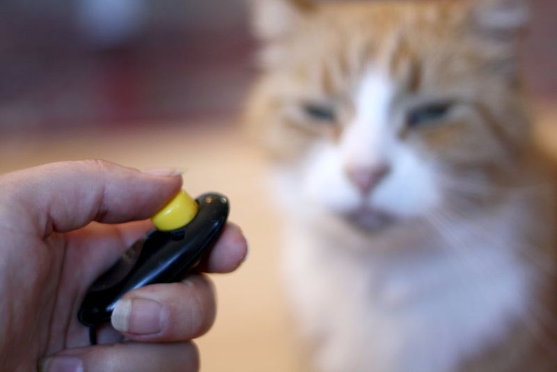 Training Tip: Clicker Conditioning For Gentle Behavior