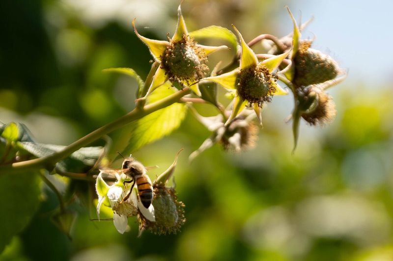 Honeybees Worked To Death