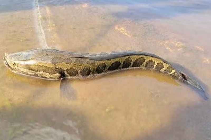 Missouri