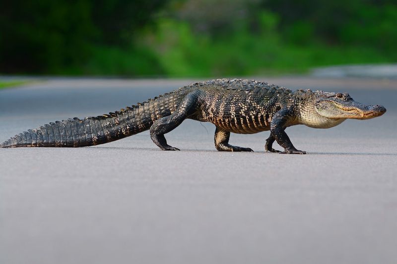 Alligators Can Live For Over 35 Years In Mississippi