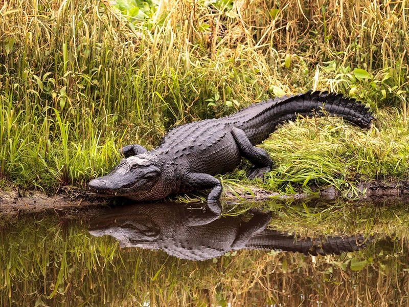Alligators Play A Crucial Role In Mississippi Ecosystems
