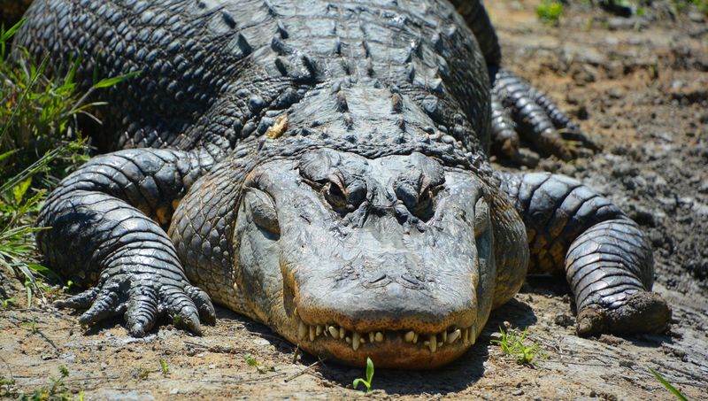 Alligator Hunting Season In Mississippi